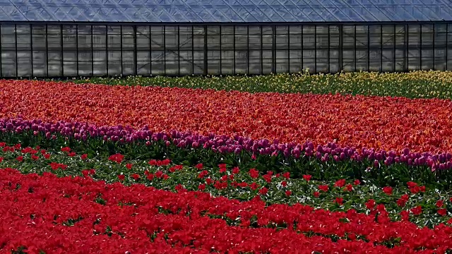 荷兰南荷兰，Lisse, Bollenstreek，春天五颜六色的郁金香花和风车视频素材