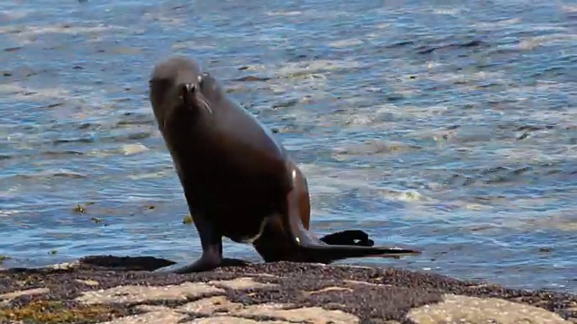 母海狮(Otaria flavescens)从海里拖进来。视频素材