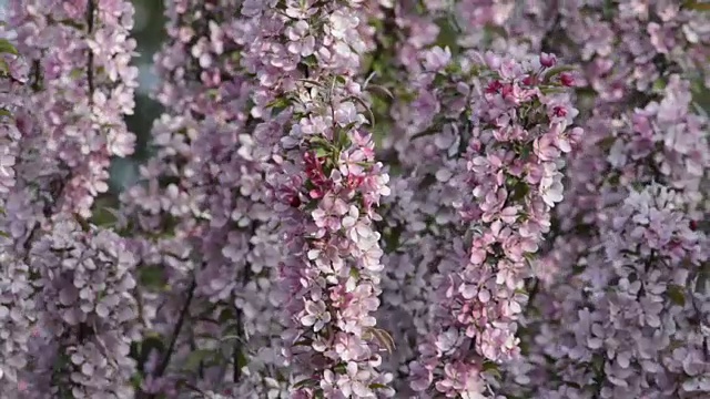 海棠开花树视频素材