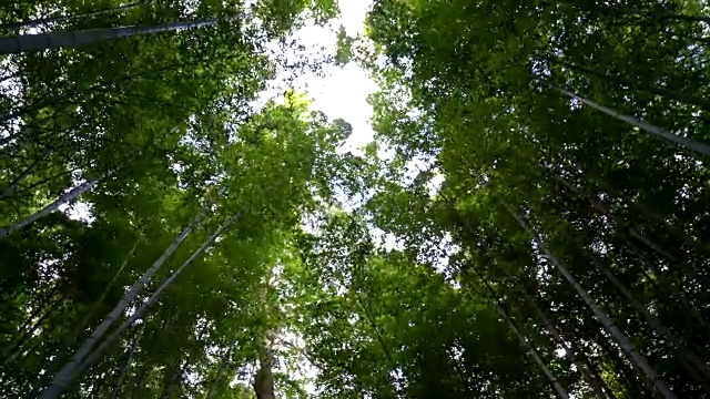 京都岚山竹林之路视频素材