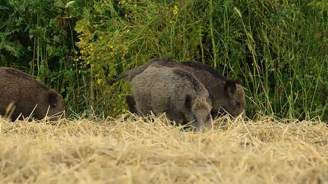 野猪(Sus scrofa)视频素材