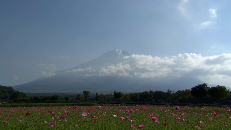 富士山下粉红色的花朵在微风中摇曳。视频下载