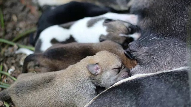 饿了乳房的小狗。视频下载