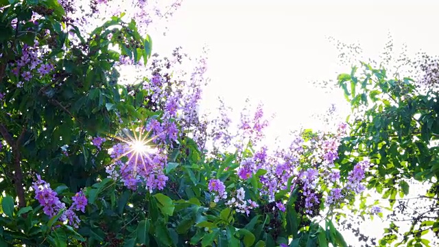 粉红色的花映衬着晴朗的天空视频素材