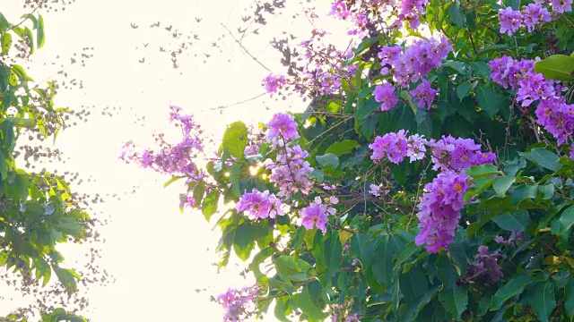 粉红色的花映衬着晴朗的天空视频素材