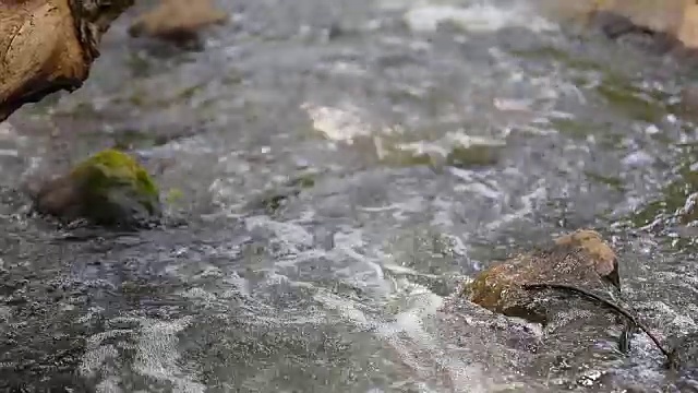 河流、运河和小溪在森林中流动。视频素材