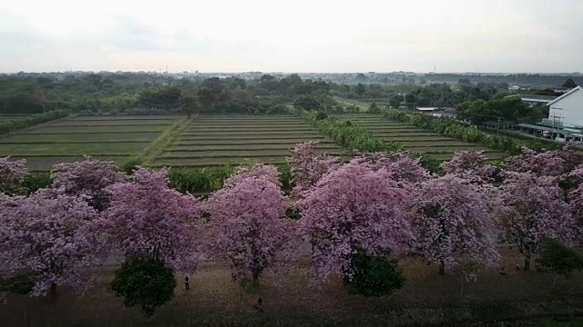 粉红色的喇叭树玫瑰花盛开在泰国的甘榜sean, Nakornpathom视频素材