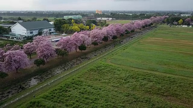 粉红色的喇叭树玫瑰花盛开在泰国的甘榜sean, Nakornpathom视频素材