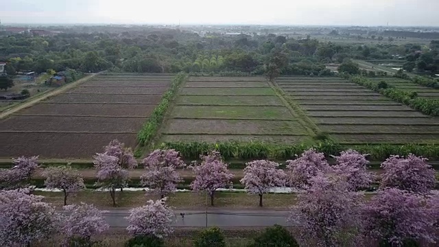 粉红色的喇叭树玫瑰花盛开在泰国的甘榜sean, Nakornpathom视频素材