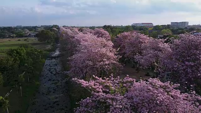 粉红色的喇叭树玫瑰花盛开在泰国的甘榜sean, Nakornpathom视频素材