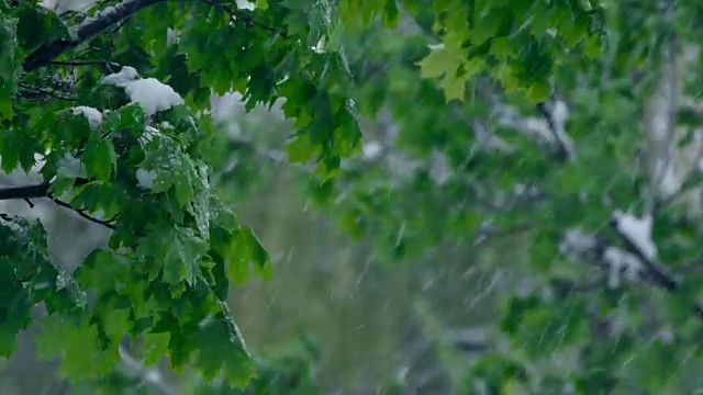 春天的枫树下着大雪视频素材