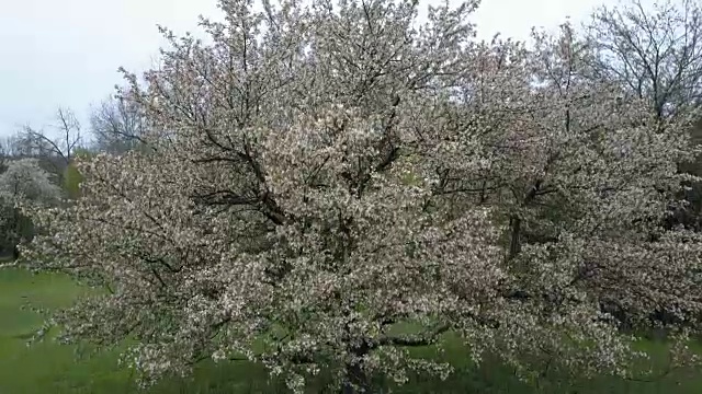 花树-下降镜头(未分级镜头)视频下载