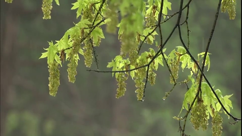 雨点粘在开花的树上。视频素材