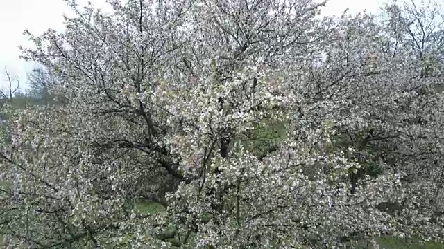 花树-下降镜头(未分级镜头)视频素材