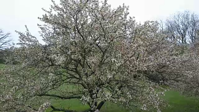 开花树-上升镜头(非分级镜头)视频素材