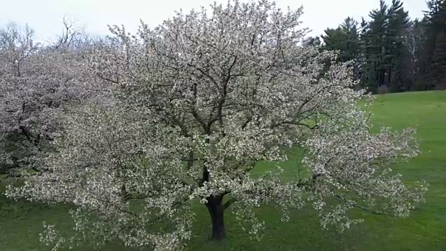 在花树周围飞行(未分级的镜头)视频素材