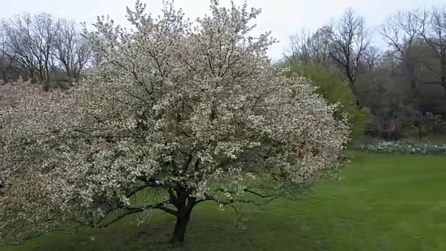 在花树周围飞行(未分级的镜头)视频下载