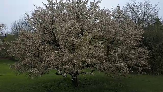 走向一棵开花的树(未分级视频)视频下载