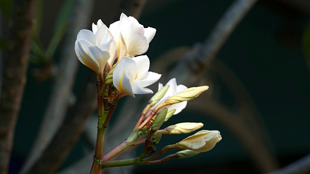 白色的花朵鸡蛋花视频素材