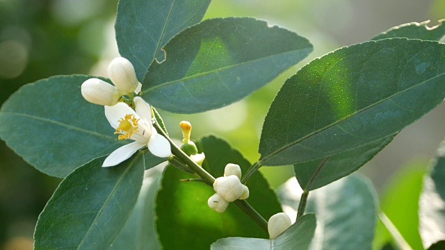 酸橙花视频素材