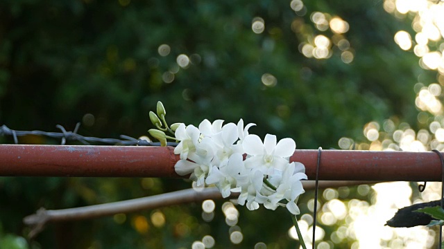 花园里的白色兰花视频素材