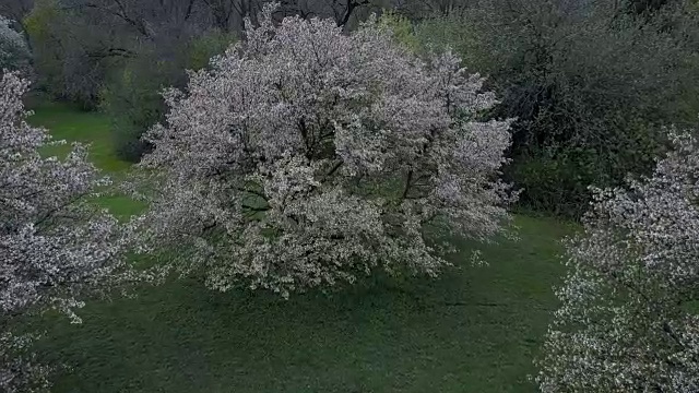 走向一棵开花的树(未分级视频)视频下载