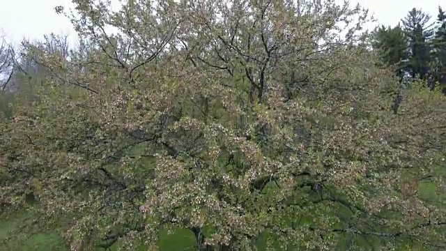 开花树-上升镜头(非分级镜头)视频素材