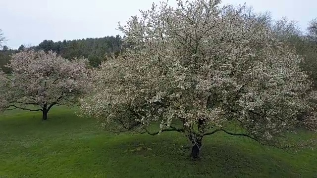 走向一棵开花的树(未分级视频)视频下载