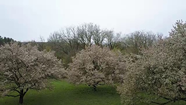 开花树木-上升镜头(非分级镜头)视频素材