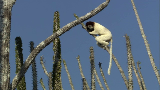 马达加斯加的狐猴(Propithecus verreauxi)在多刺的森林中觅食视频素材