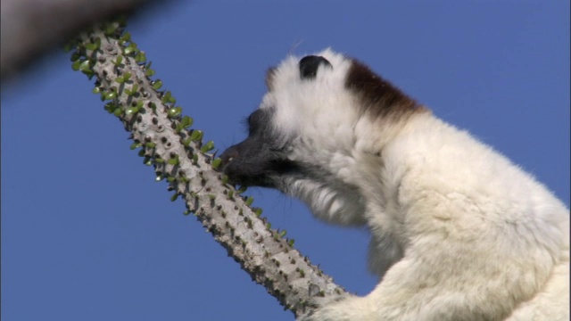 马达加斯加的狐猴(Propithecus verreauxi)在多刺的森林中觅食视频素材