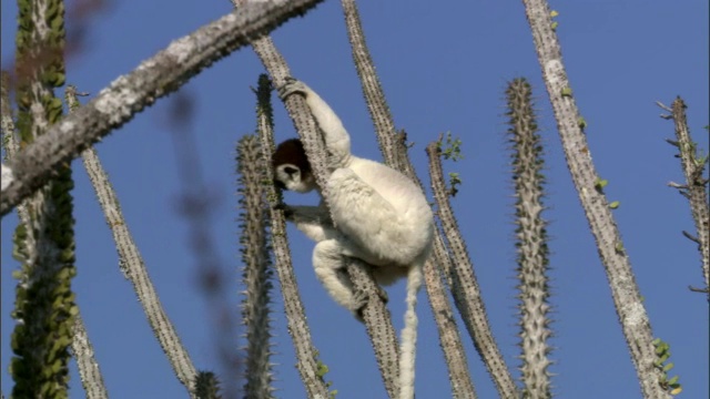 Verreaux的狐猴(Propithecus verreauxi)在多刺的森林中攀爬和觅食，马达加斯加视频素材