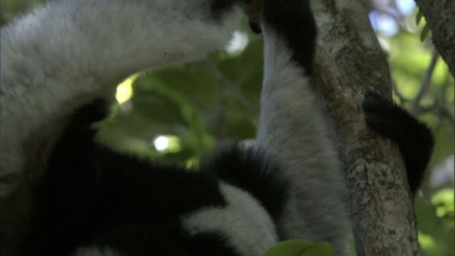 大狐猴和幼崽在森林里摔跤，马达加斯加视频素材