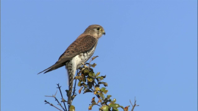 马达加斯加红隼(Falco newtoni)从树上起飞视频素材