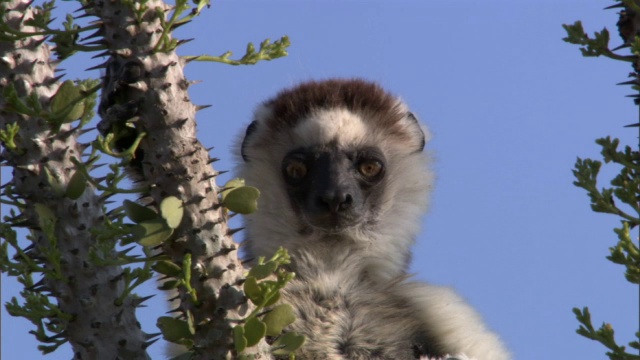 马达加斯加的狐猴(Propithecus verreauxi)在多刺的森林里四处张望视频素材