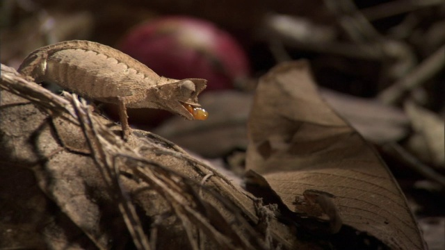 小叶子变色龙(Brookesia)捕捉和吃蟋蟀猎物，马达加斯加视频素材