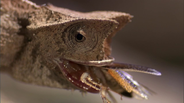 小叶子变色龙(Brookesia)捕捉和吃蟋蟀猎物，马达加斯加视频素材