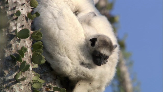 小狐猴(Propithecus verreauxi)依附于父母，马达加斯加视频素材