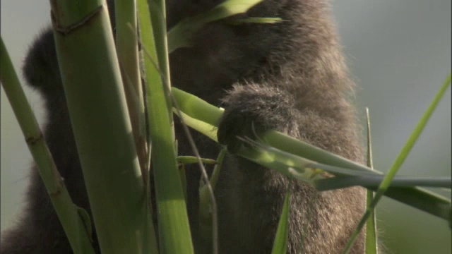 拉卡阿劳特拉竹狐猴 （哈帕莱穆尔阿拉奥特伦西斯） 饲料已经， 马达加斯加视频素材