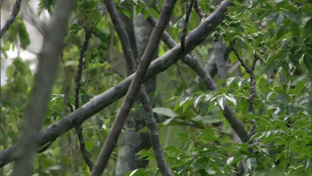 马达加斯加，阔嘴辊(Eurystomus glaucurus)从树上落下视频素材