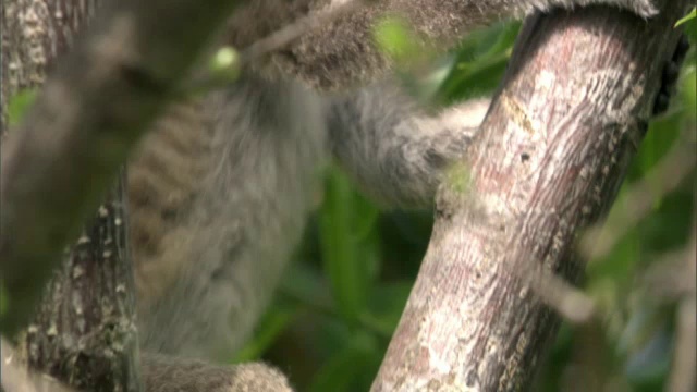 小环尾狐猴(狐猴猫)爬上父母，马达加斯加视频素材