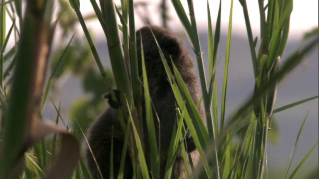 拉卡阿劳特拉竹狐猴 （哈帕莱穆尔阿拉奥特伦西斯） 饲料已经， 马达加斯加视频素材