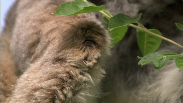 小环尾狐猴(狐猴猫)爬上父母，马达加斯加视频素材