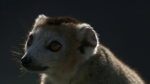 冠狐猴(冠狐猴冠狐猴)生活在石灰岩喀斯特，安卡拉那，马达加斯加视频素材