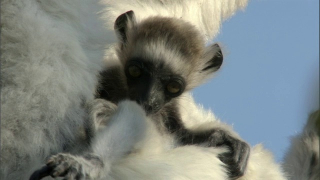 小狐猴(Propithecus verreauxi)依偎在妈妈身边，马达加斯加视频素材