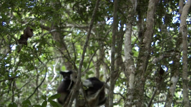 年轻的大狐猴(inr Indri)跳跃树，马达加斯加视频素材