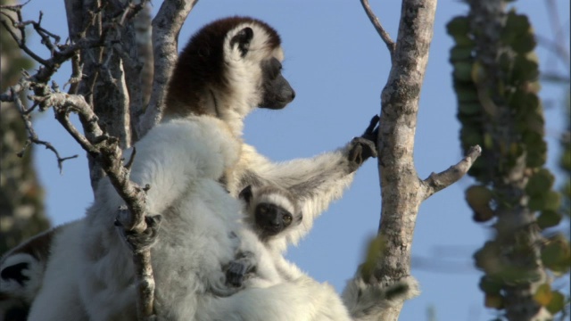 小狐猴(Propithecus verreauxi)依偎在妈妈身边，马达加斯加视频素材