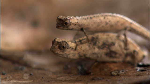 在马达加斯加的森林地面上，小叶子变色龙(Brookesia minima)依附在雌性身上视频素材