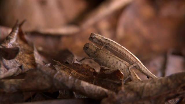 在马达加斯加的森林地面上，小叶子变色龙(Brookesia minima)依附在雌性身上视频素材