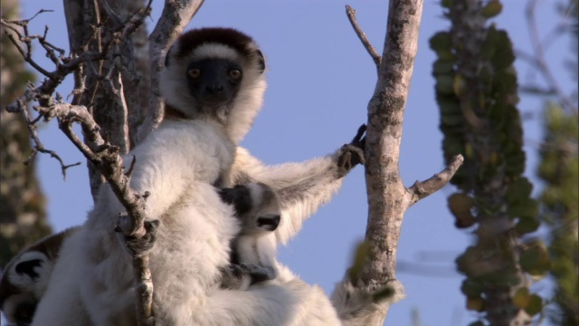 小狐猴(Propithecus verreauxi)依偎在妈妈身边，马达加斯加视频素材